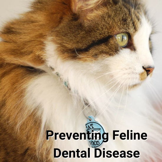 Tips on Preventing Feline Dental Disease PetHub